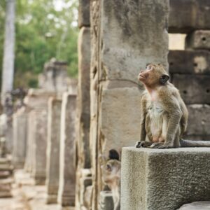 Monkey-Temple-Cycle