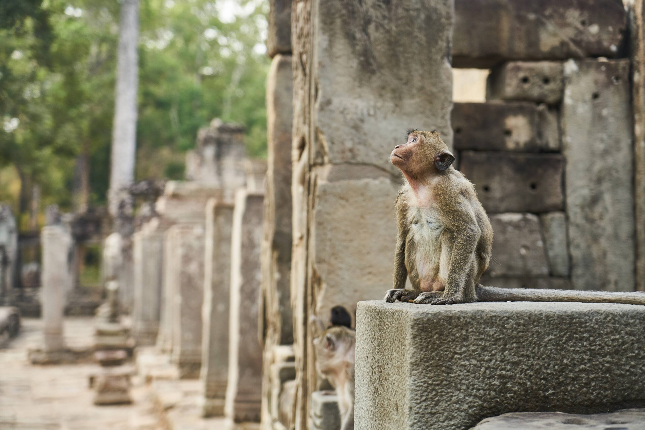 Monkey-Temple-Cycle